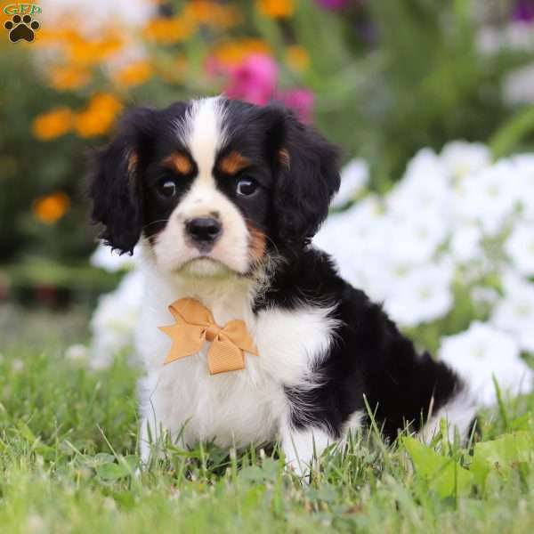 Asher, Cavalier King Charles Spaniel Puppy